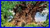 Animal Kingdom Tree Of Life Bgm Loop