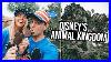 Disney World S Animal Kingdom The Best Theme Park In The World New Avatar Land