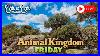 Live Disney Animal Kingdom Theme Park Live Stream 06 12 2026