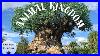 Live Disney S Animal Kingdom Disney World Livestream 9 28 2025